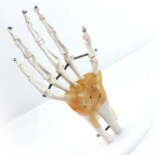 JOINT04 (12350) Medizinische Anatomie lebensgroße Handgelenk mit Bändern menschlichen anatomischen Modellen, Bildungsmodelle